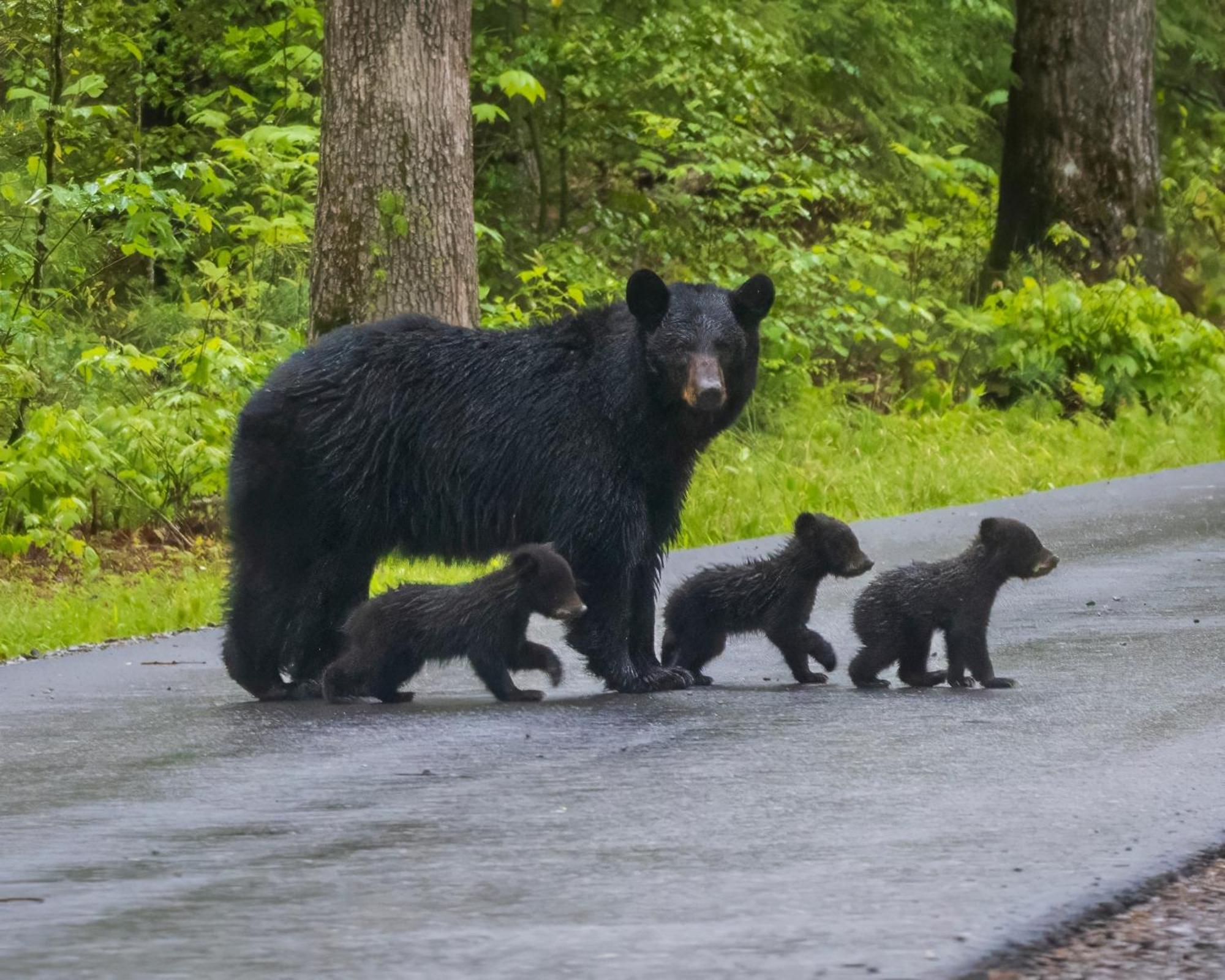 Four Bears Den, Hot Tub, 1089 Of Free Attraction Tickets For Each Paid Day, Dollywood And More جاتلينبرج المظهر الخارجي الصورة